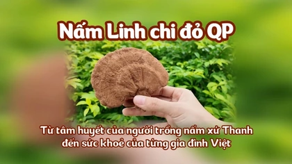 Nấm Linh chi đỏ QP – Từ tâm huyết của người trồng nấm xứ Thanh, đến sức khoẻ của từng gia đình Việt